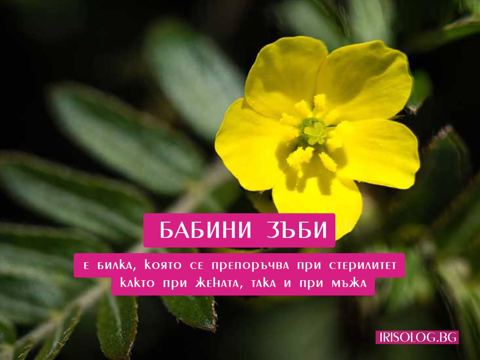 Бабини зъби за повишаване на тестостерона