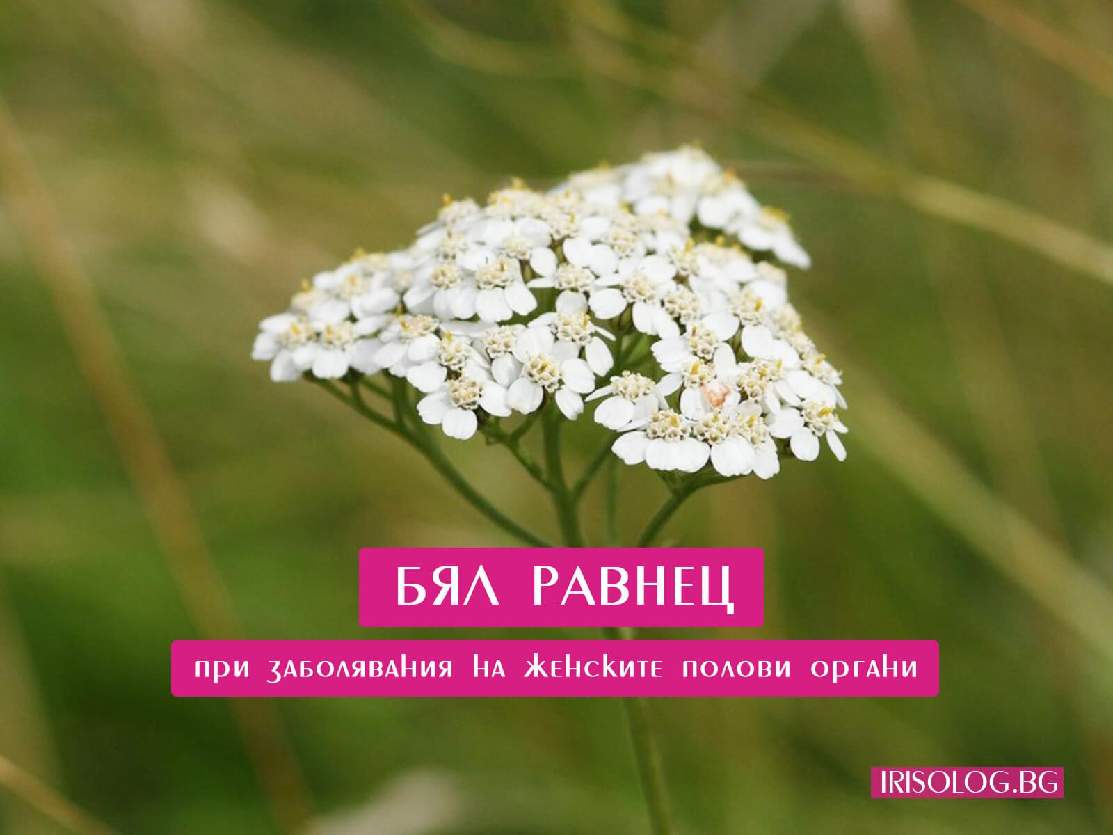 Бял равнец при заболявания на женските полови органи
