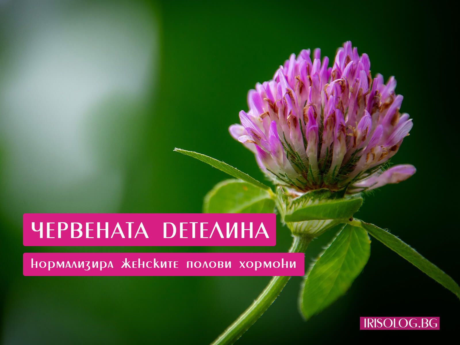 Червената детелина нормализира женските полови хормони