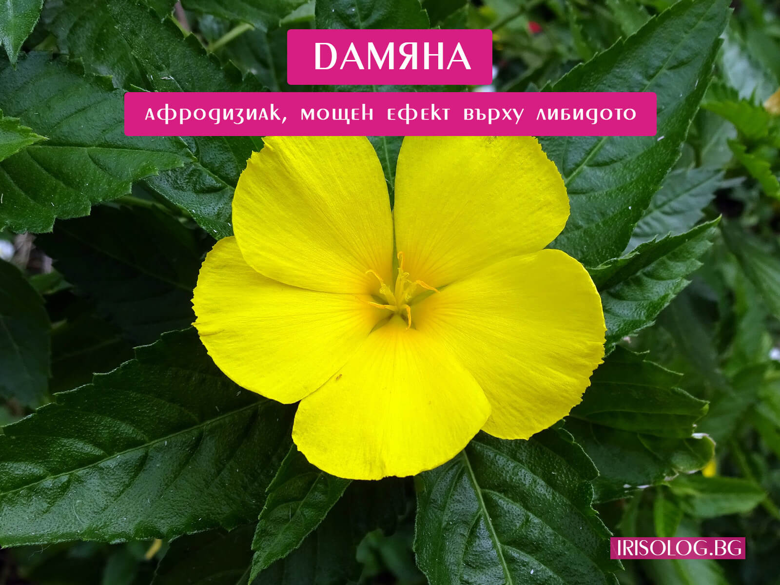 Дамяна - естествен лек при проблемно забременяване