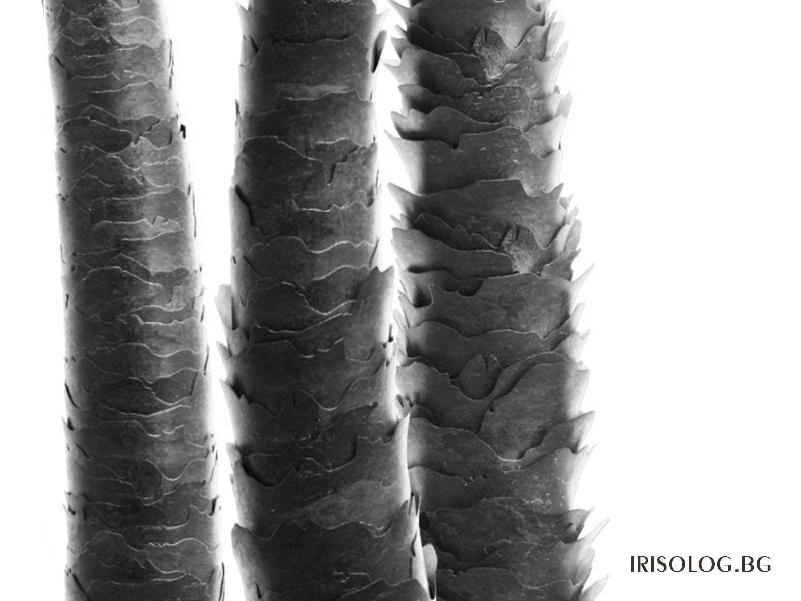 Какво е порьозност на косата