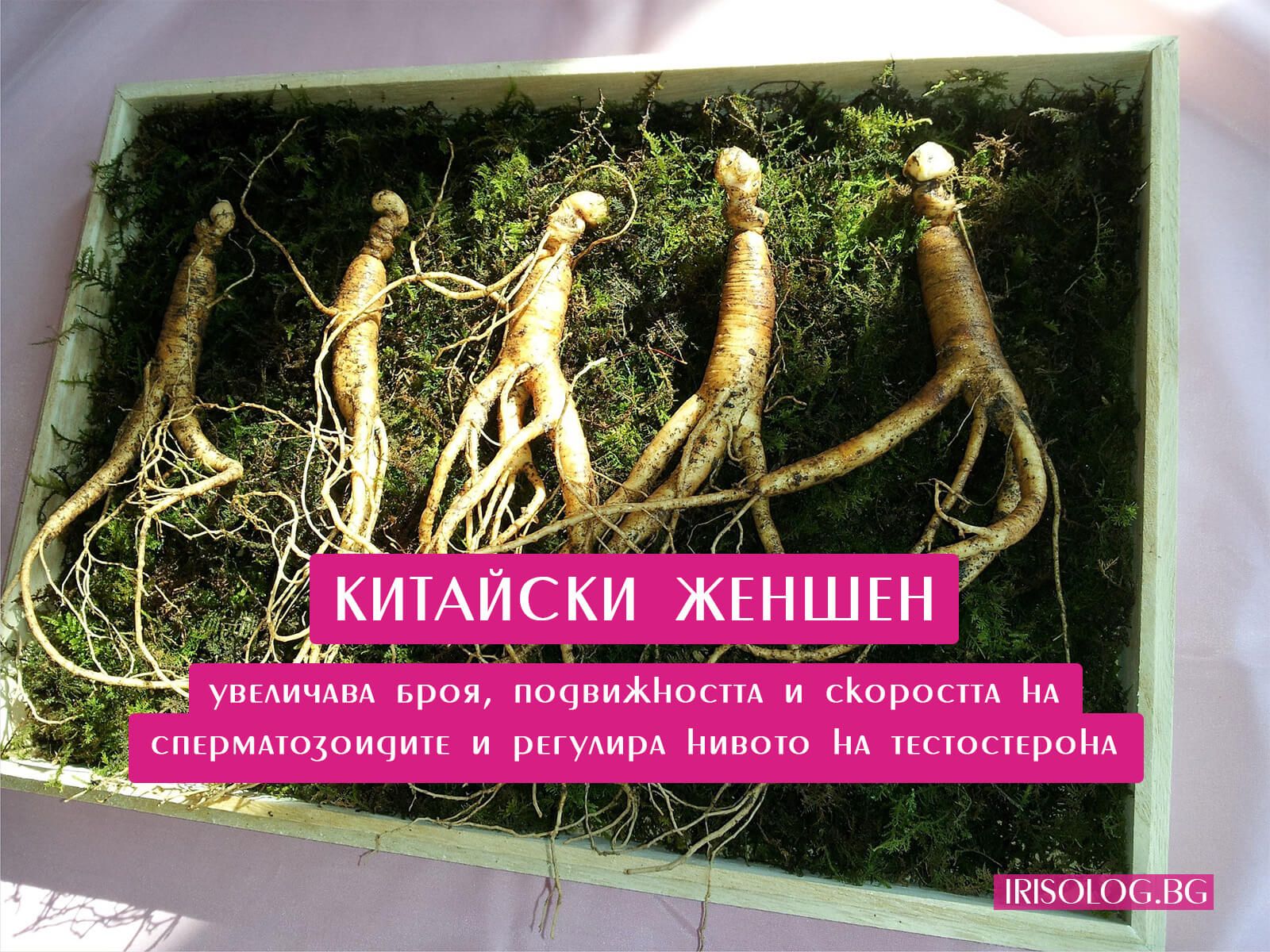 Китайски женшен при безплодие при мъжа