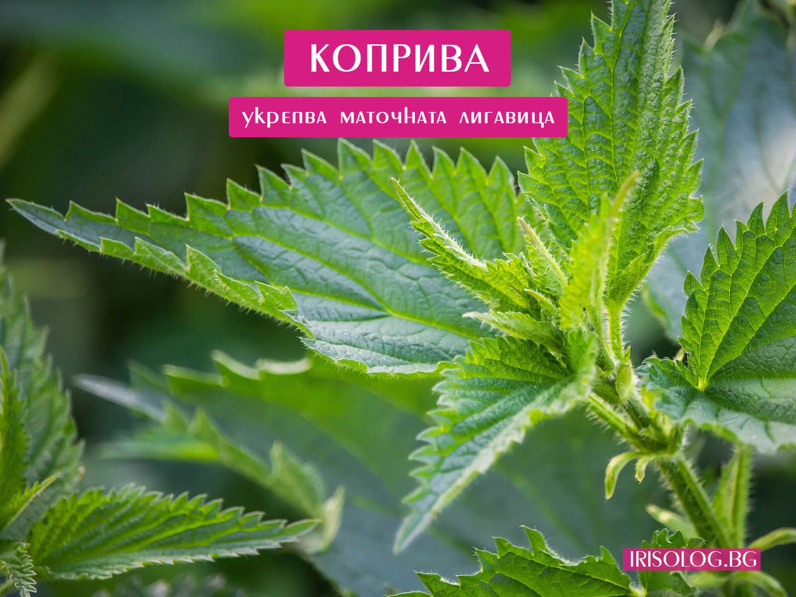 Коприва - укрепва маточната лигавица