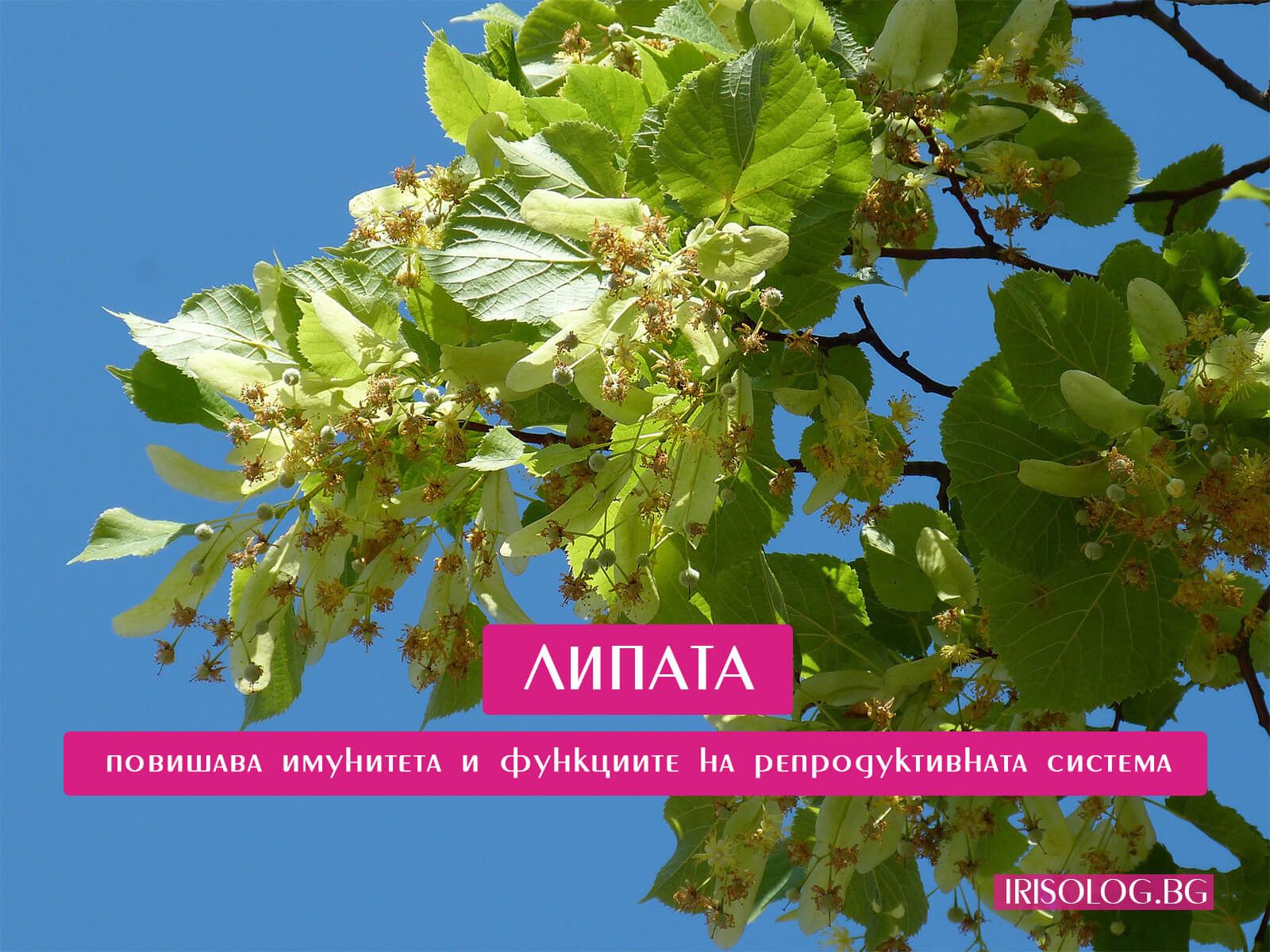 Липата повишава функциите на репродуктивната система