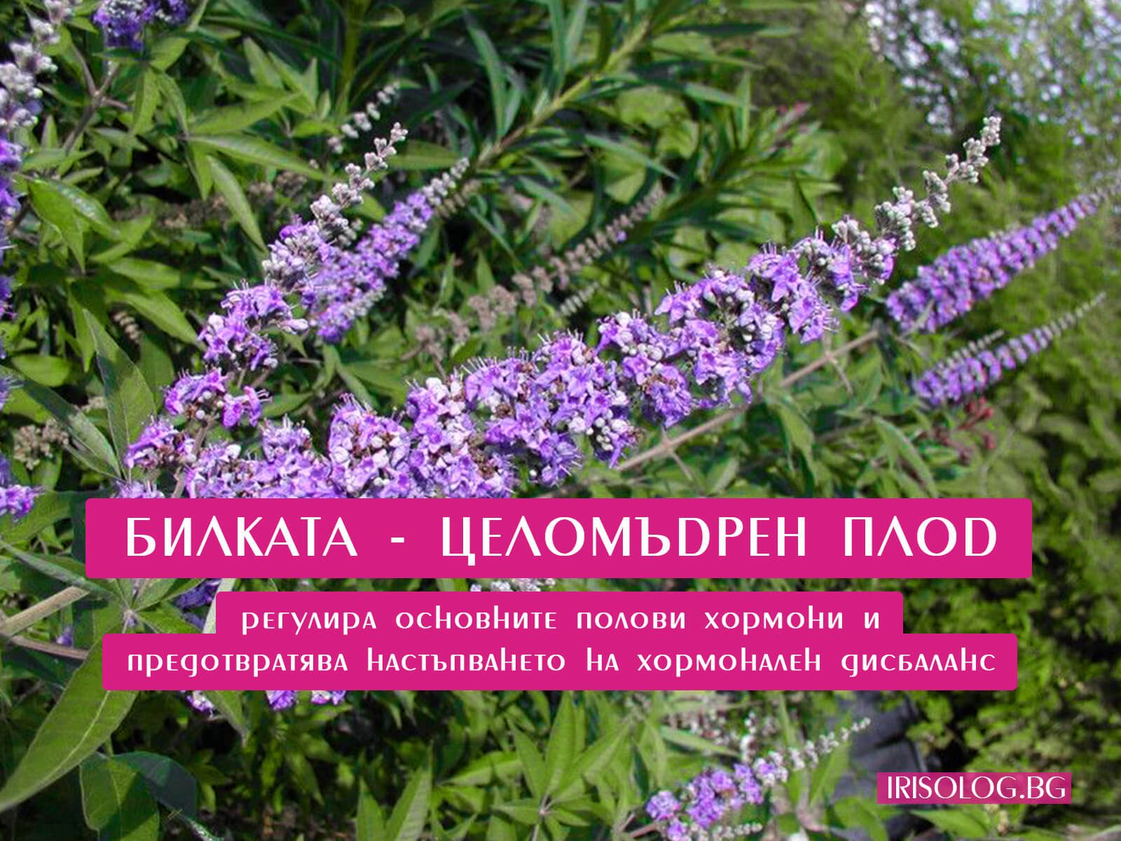 Целомъдрен плод регулира основните полови хормони