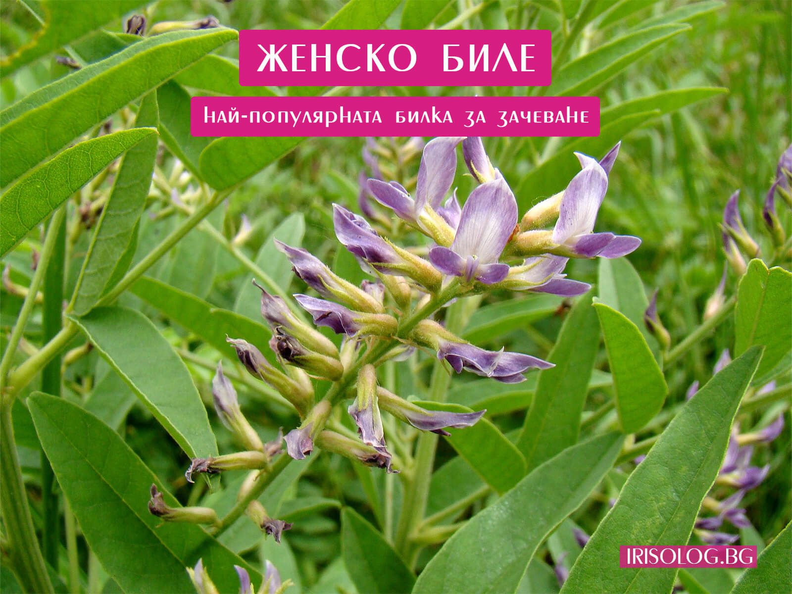 Женско биле най-популярната билка за зачеване