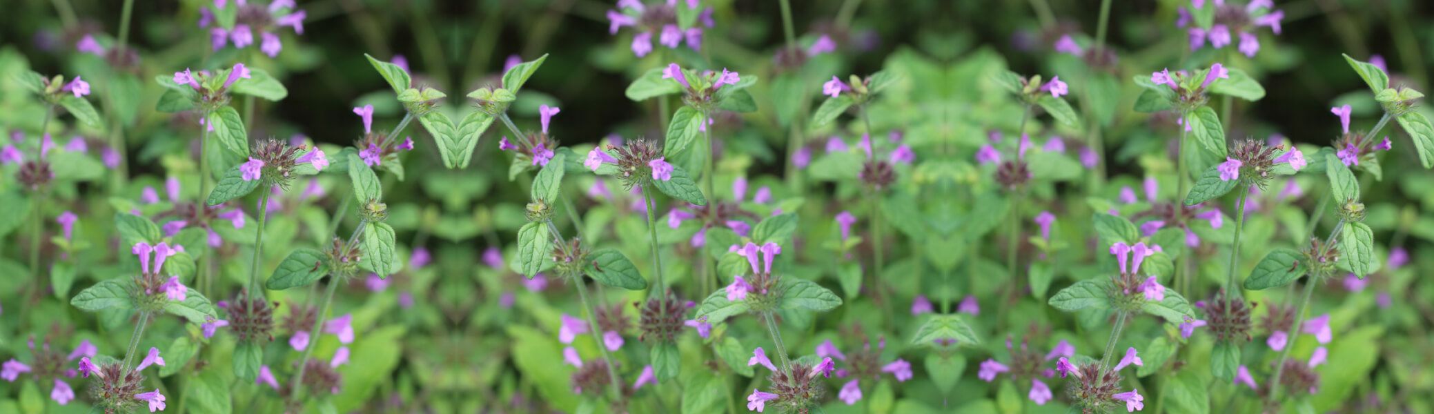 ЧУДНИТЕ СИЛИ НА БИЛКАТА КОТЕШКА СТЪПКА
