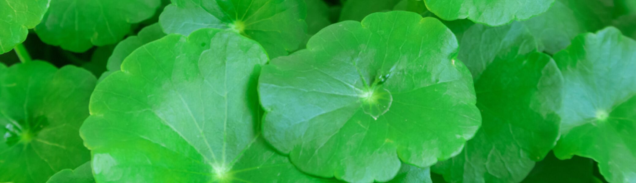 ЕЛИКСИР НА ЖИВОТА - ГОТУ КОЛА