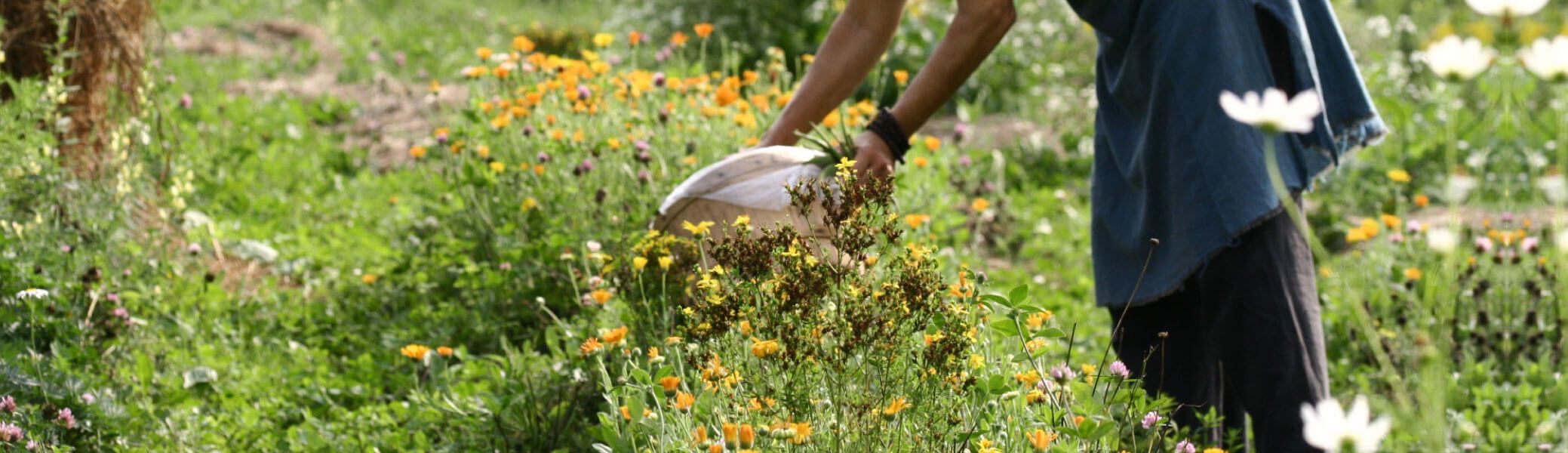 ЕНЬОВДЕН – ПРАЗНИКЪТ НА БИЛКИТЕ