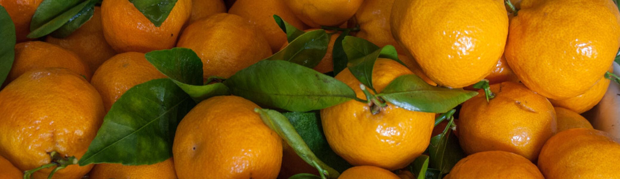 НЕВЕРОЯТНИТЕ ПОЛЗИ НА МАНДАРИНИТЕ