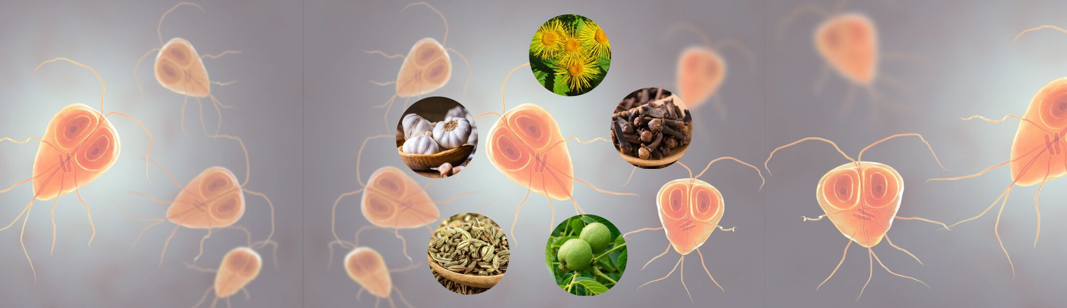 ПРОТИВОПАРАЗИТНИ БИЛКИ