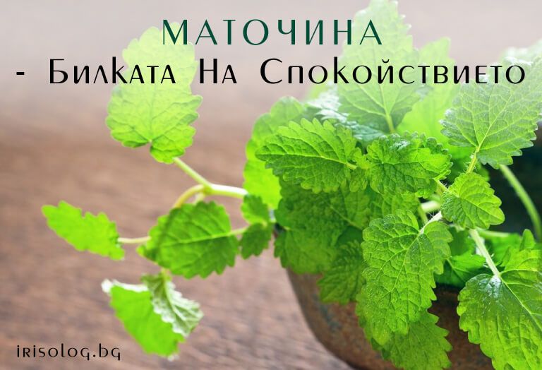 Блог на кабинет Ирисова Диагностика и билколечение